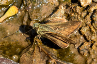 Halpe zema-8888-Chiang Dao - 8/02/26
