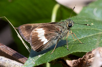 Halpe zema-8746-Chiang Dao - 8/02/26
