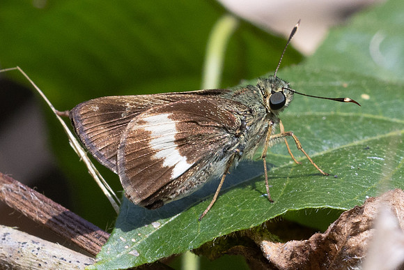 Halpe zema-8746-Chiang Dao - 8/02/26