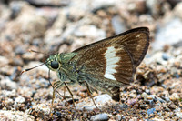 Halpe zema-8667-Chiang Dao - 8/02/26