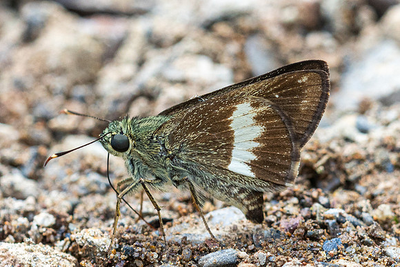 Halpe zema-8667-Chiang Dao - 8/02/26
