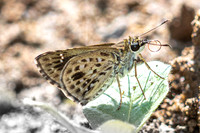 Halpemorpha albipectus--9-Chiang Dao - 15/02/26
