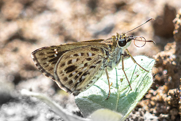 Halpemorpha albipectus--9-Chiang Dao - 15/02/26