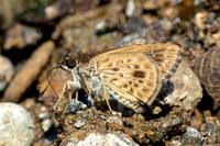 Halpemorpha albipectus-8905-Chiang Dao - 8/02/26