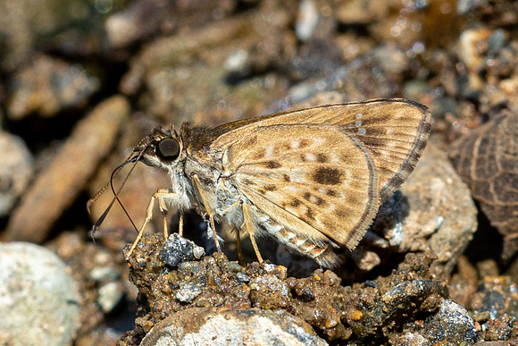 Halpemorpha albipectus-8905-Chiang Dao - 8/02/26