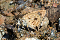 Halpemorpha albipectus-8896-Chiang Dao - 8/02/26