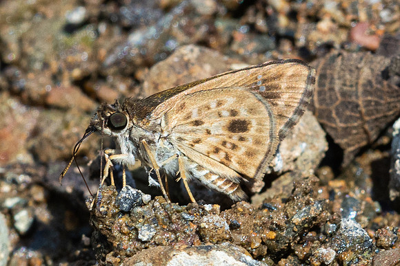 Halpemorpha albipectus-8896-Chiang Dao - 8/02/26