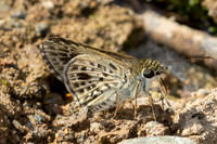 Halpemorpha albipectus--Chiang Dao - 15/02/26