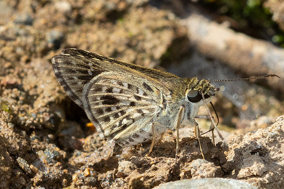 Halpemorpha albipectus--Chiang Dao - 15/02/26
