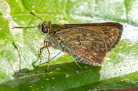 Halpe wantona-7641-Chiang Dao - 7/02/26
