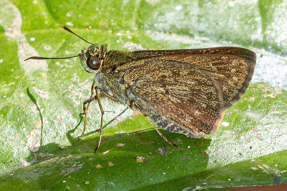 Halpe wantona-7641-Chiang Dao - 7/02/26