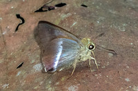 Hasora vitta indica-7447-Chiang Dao - 7/02/26