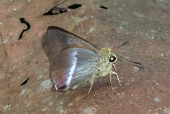 Hasora vitta indica-7447-Chiang Dao - 7/02/26