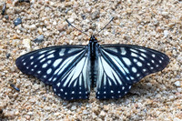 Hestina persimilis