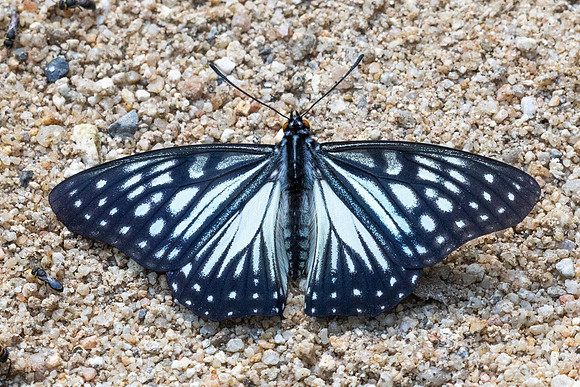 Hestina persimilis-8035-Chiang Dao - 7/02/26