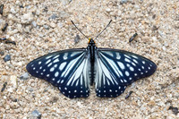 Hestina persimilis-8040 -Chiang Dao - 7/02/26