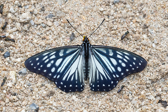 Hestina persimilis-8040 -Chiang Dao - 7/02/26