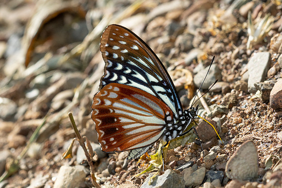 Hestinalis nama --Chiang Dao - 9/02/26