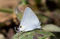 Hypolycaena erylus-7969-Chiang Dao - 7/02/26