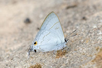 Hypolycaena erylus-8181 -Chiang Dao - 7/02/26