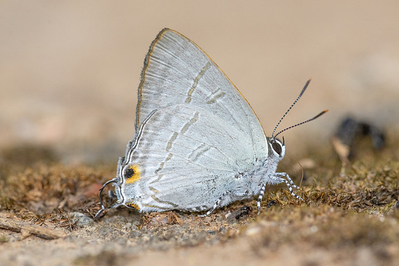 Hypolycaena erylus--20-Chiang Dao - 9/02/26