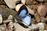 Hypolycaena kina-8784-Chiang Dao - 8/02/26