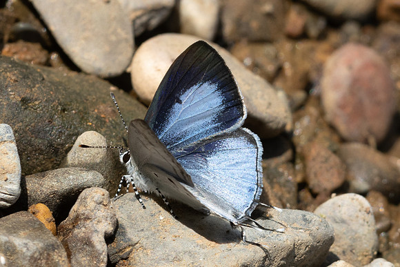 Hypolycaena kina-8784-Chiang Dao - 8/02/26