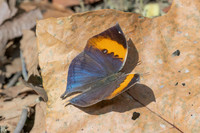 Kallima inachus--4- Chiang Dao - 9/02/26