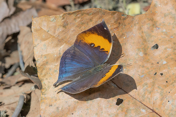 Kallima inachus--4- Chiang Dao - 9/02/26