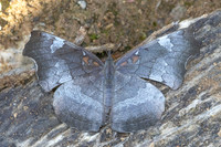 Laringa horsfieldii glaucescens