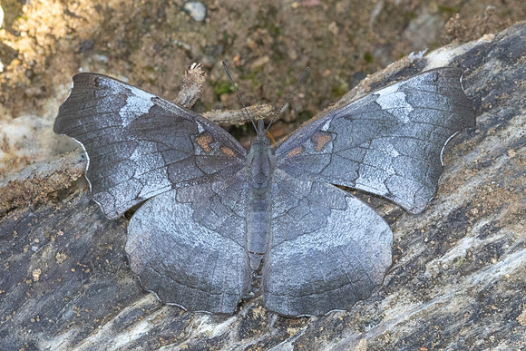 Laringa horsfieldii glaucescens--18 -Chiang Dao - 15/02/26