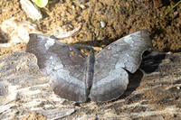 Laringa horsfieldii glaucescens--7 -Chiang Dao - 15/02/26