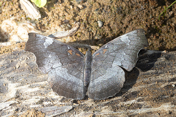 Laringa horsfieldii glaucescens--7 -Chiang Dao - 15/02/26
