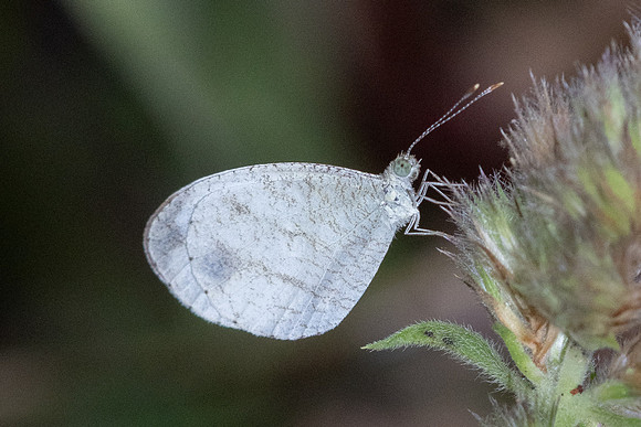 Leptosia nina--2-Chiang Dao - 9/02/26