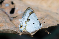 Hypolycaena othona-8085-Chiang Dao - 7/02/26