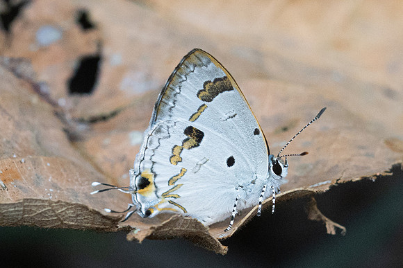 Hypolycaena othona-8085-Chiang Dao - 7/02/26