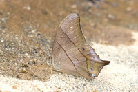 Lethe kansa--27 - Chiang Dao - 9/02/26