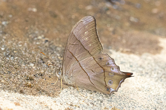 Lethe kansa--27 - Chiang Dao - 9/02/26
