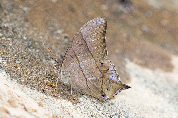 Lethe kansa--19 - Chiang Dao - 9/02/26