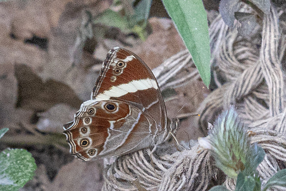 Lethe confusa confusa-8127 - Chiang Dao - 7/02/26