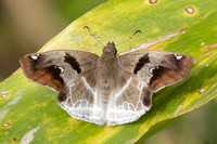 Odontoptilum angulata-8554 - Chiang Dao - 8/02/26