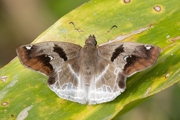 Odontoptilum angulata-8554 - Chiang Dao - 8/02/26