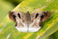 Odontoptilum angulata-8552 - Chiang Dao - 8/02/26
