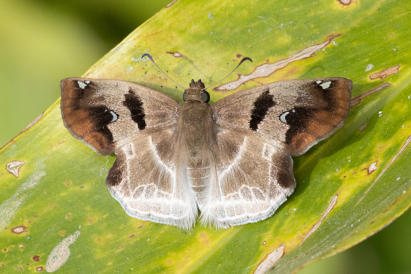Odontoptilum angulata-8552 - Chiang Dao - 8/02/26