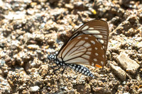 Papilio epycides hypochra - Chiang Dao - 15/02/26