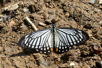 papilio epycides hypochra-6-2 - Chiang Dao - 15/02/26