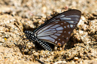 papilio epycides hypochra-3 - Chiang Dao - 15/02/26