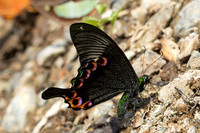 papilio paris-8691  - Chiang Dao - 08/02/26