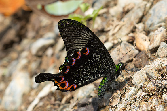 papilio paris-8691  - Chiang Dao - 08/02/26