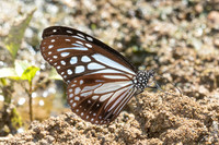 Parantica melaneus- - Chiang Dao - 15/02/26